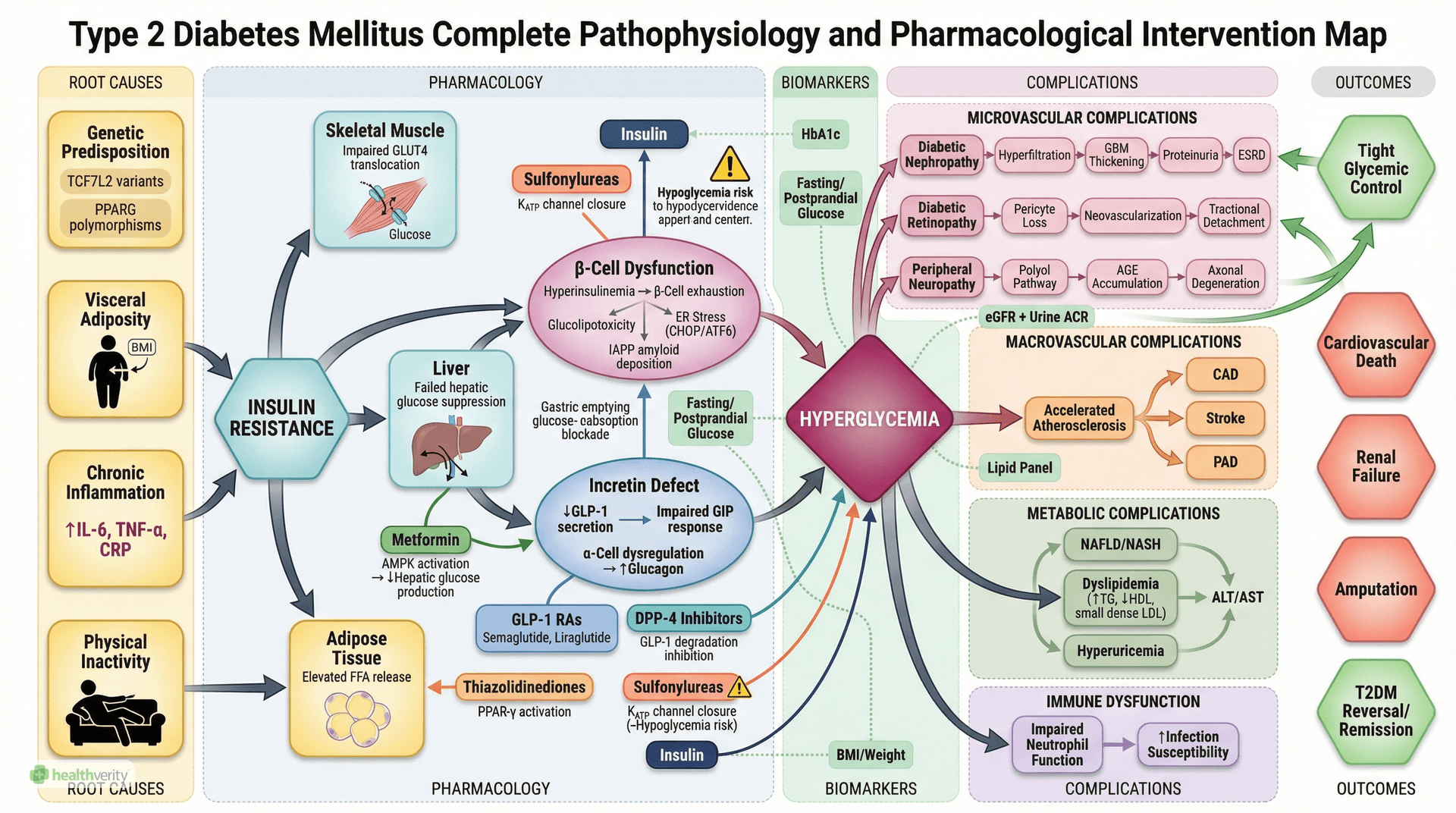T2DM Pathophysiology & Pharmacology Map